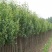 香樟苗四季常青庭院植物绿化苗香樟树苗小苗大叶树苗小苗