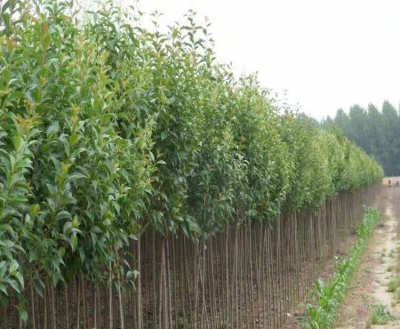 香樟苗四季常青庭院植物绿化苗香樟树苗小苗大叶树苗小苗