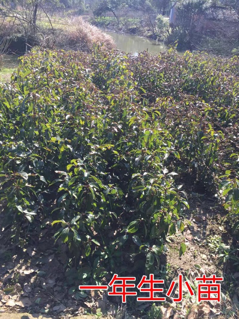 香樟苗四季常青庭院植物绿化苗香樟树苗小苗大叶树苗小苗