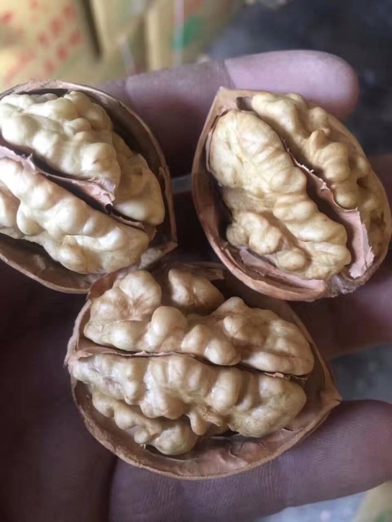 新疆核桃大量批发今年新货新疆核桃质量保证