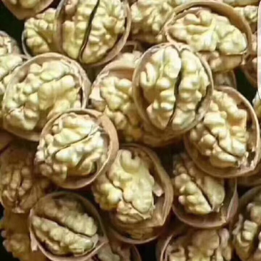 新疆核桃大量批发今年新货新疆核桃质量保证