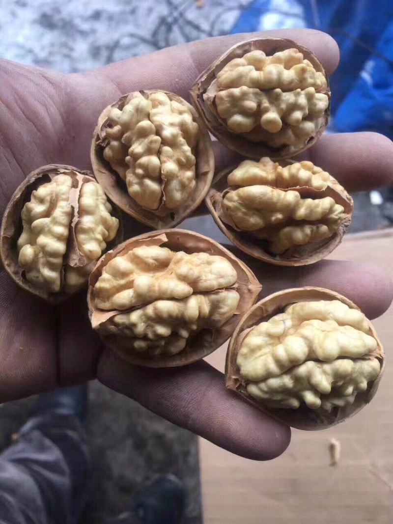 新疆核桃大量批发今年新货新疆核桃质量保证