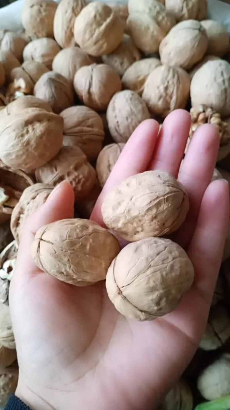 新疆核桃大量批发今年新货新疆核桃质量保证