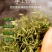 19年新茶枸杞芽茶宁夏特产芽菜嫩芽中宁枸杞叶茶叶