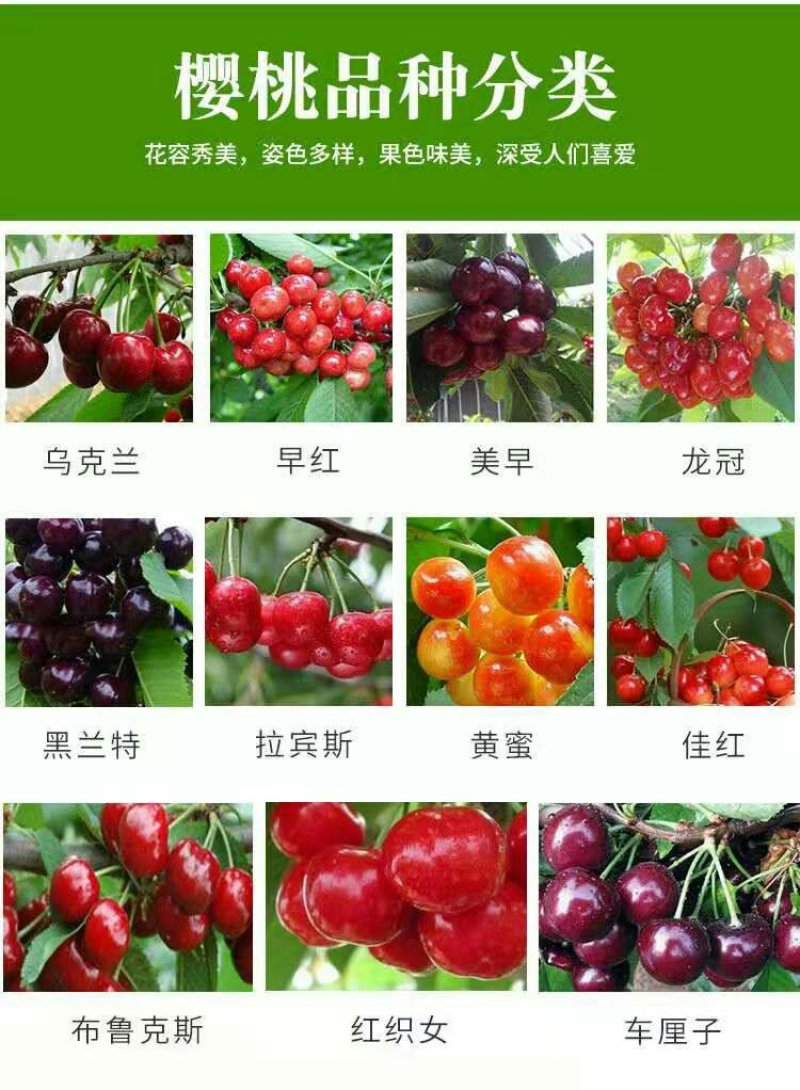 车厘子苗大樱桃苗俄8红灯美早乌克兰玛瑙红基地直发包技术
