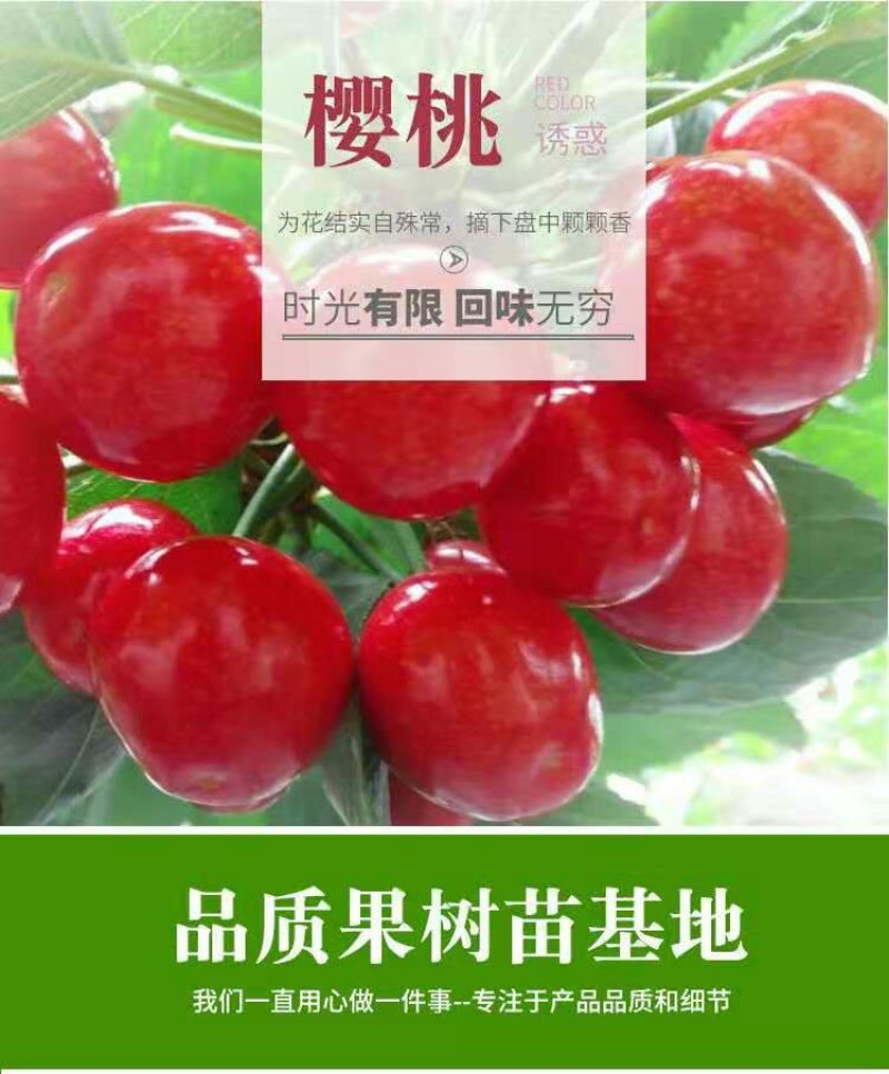 车厘子苗大樱桃苗俄8红灯美早乌克兰玛瑙红基地直发包技术