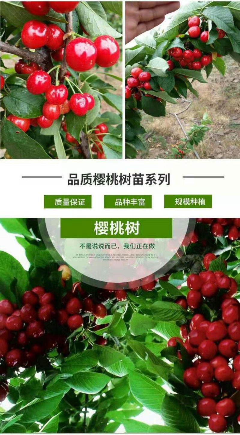 车厘子苗大樱桃苗俄8红灯美早乌克兰玛瑙红基地直发包技术