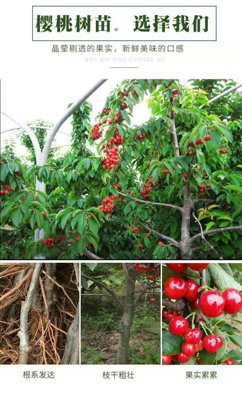 车厘子苗大樱桃苗俄8红灯美早乌克兰玛瑙红基地直发包技术
