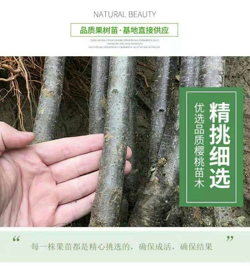 车厘子苗大樱桃苗俄8红灯美早乌克兰玛瑙红基地直发包技术