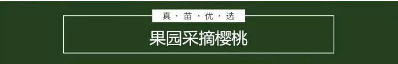 车厘子苗大樱桃苗俄8红灯美早乌克兰玛瑙红基地直发包技术