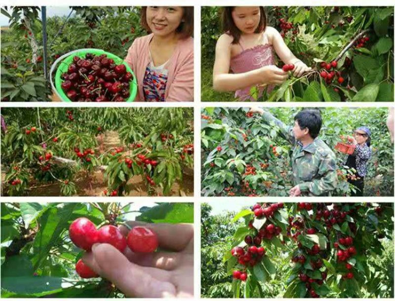 车厘子苗大樱桃苗俄8红灯美早乌克兰玛瑙红基地直发包技术