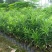 新采罗汉松树种子雀舌罗汉松大叶小叶红芽台湾日本珍珠罗汉松