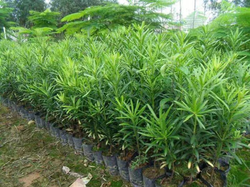 新采罗汉松树种子雀舌罗汉松大叶小叶红芽台湾日本珍珠罗汉松