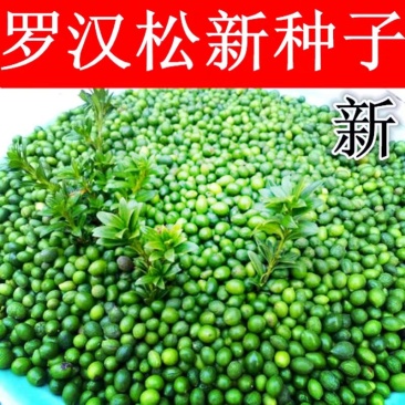 新采罗汉松树种子雀舌罗汉松大叶小叶红芽台湾日本珍珠罗汉松