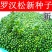 新采罗汉松树种子雀舌罗汉松大叶小叶红芽台湾日本珍珠罗汉松
