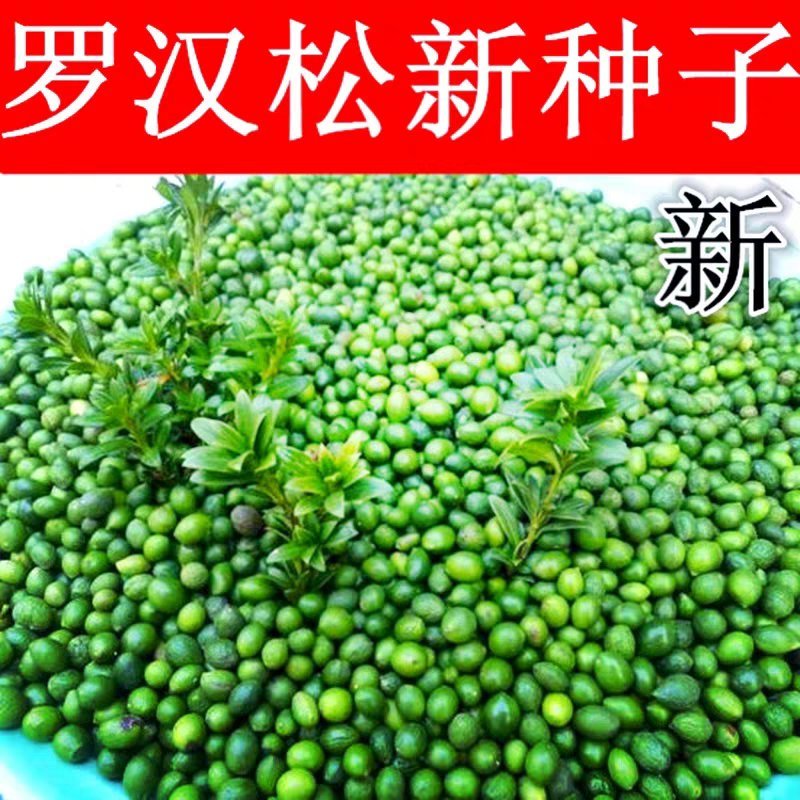 新采罗汉松树种子雀舌罗汉松大叶小叶红芽台湾日本珍珠罗汉松