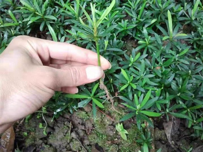 新采罗汉松树种子雀舌罗汉松大叶小叶红芽台湾日本珍珠罗汉松