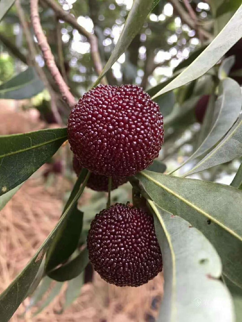 杨梅苗，荸荠杨梅，东魁杨梅