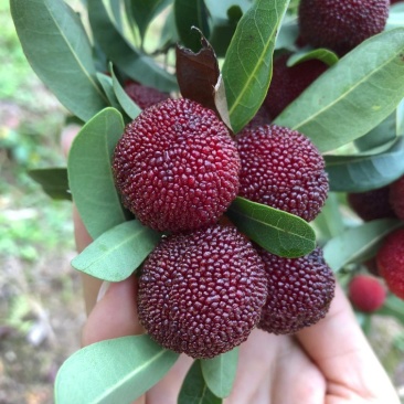 杨梅苗，荸荠杨梅，东魁杨梅