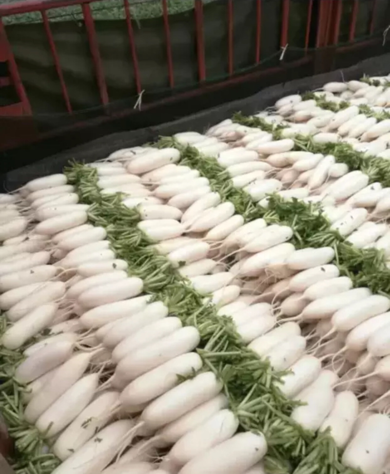 精品白萝卜，大白萝卜产地，价格便宜，有要的联系
