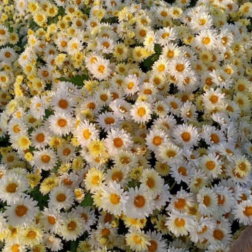 杭白菊苏北菊