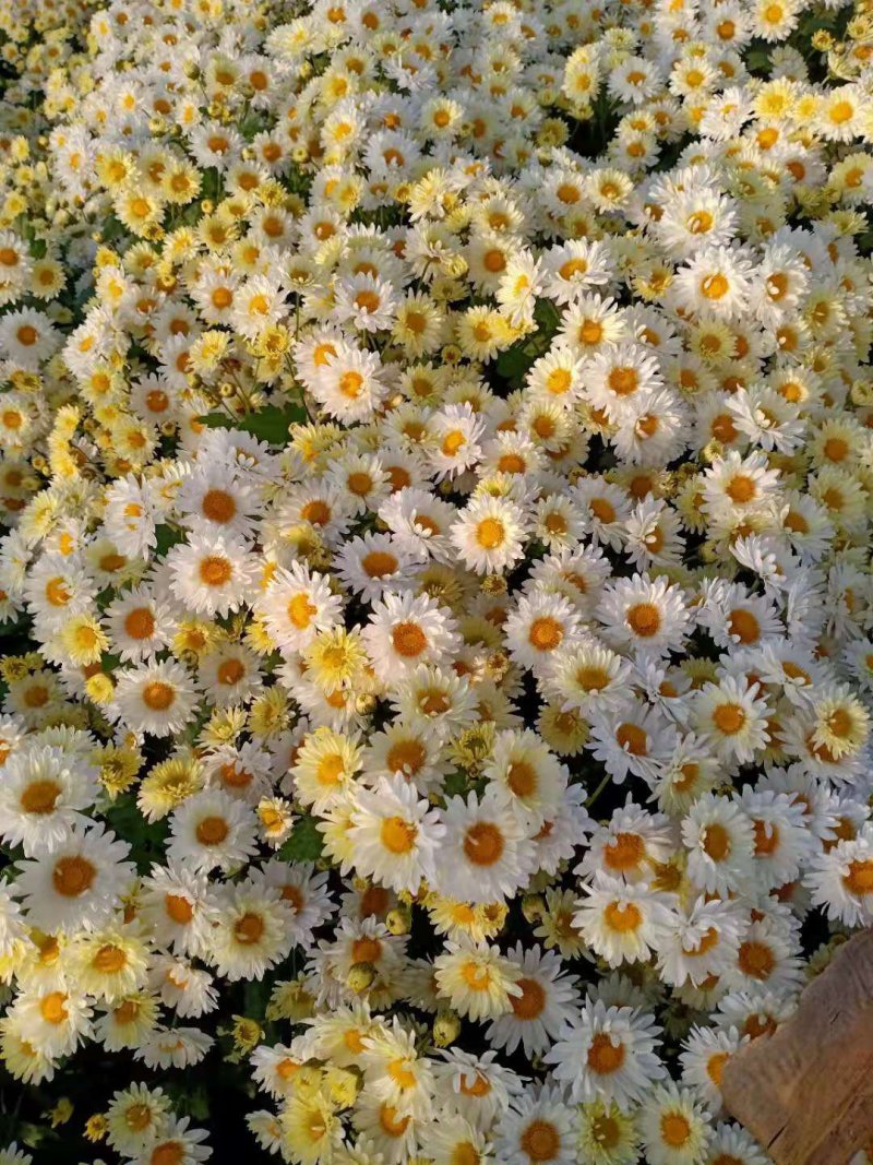 杭白菊苏北菊