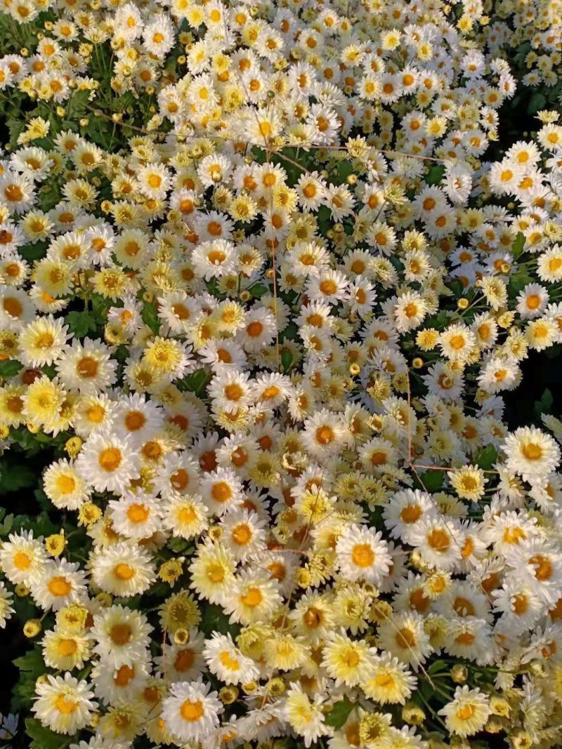 杭白菊苏北菊