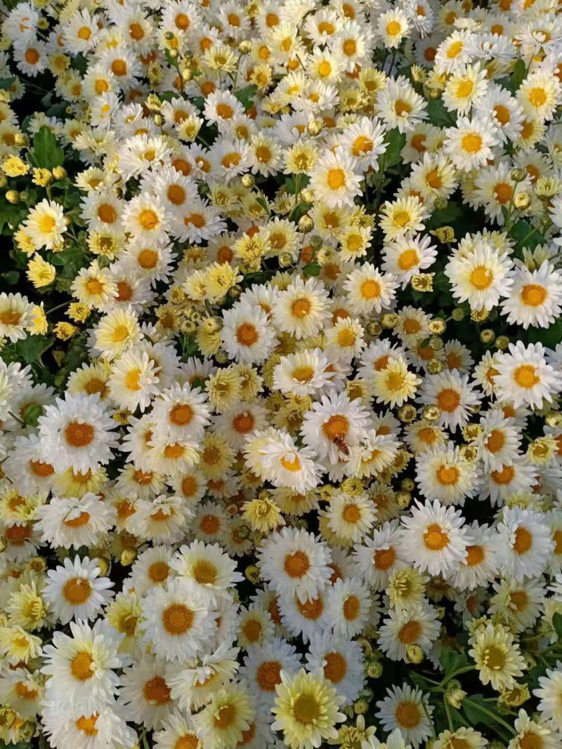 杭白菊苏北菊