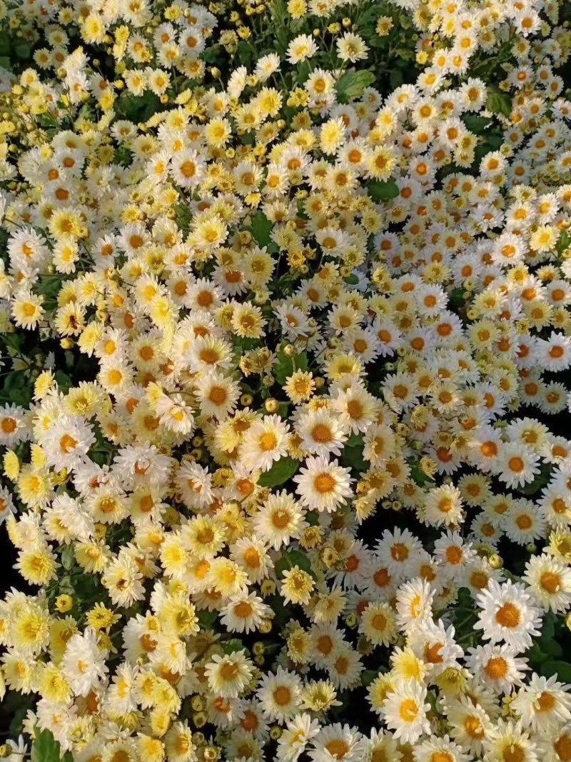 杭白菊苏北菊