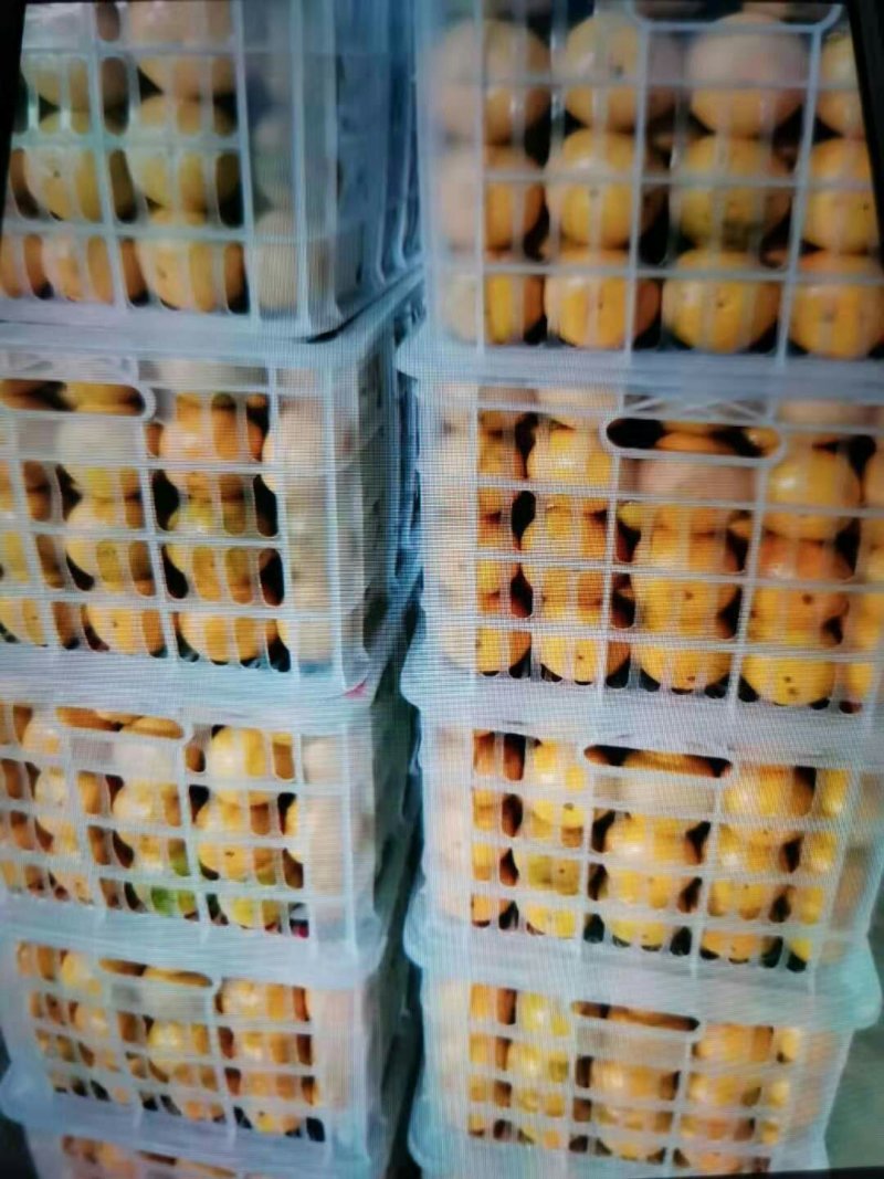 秭归九月红真正的果冻橙，皮薄汁多入口即化，产地直销
