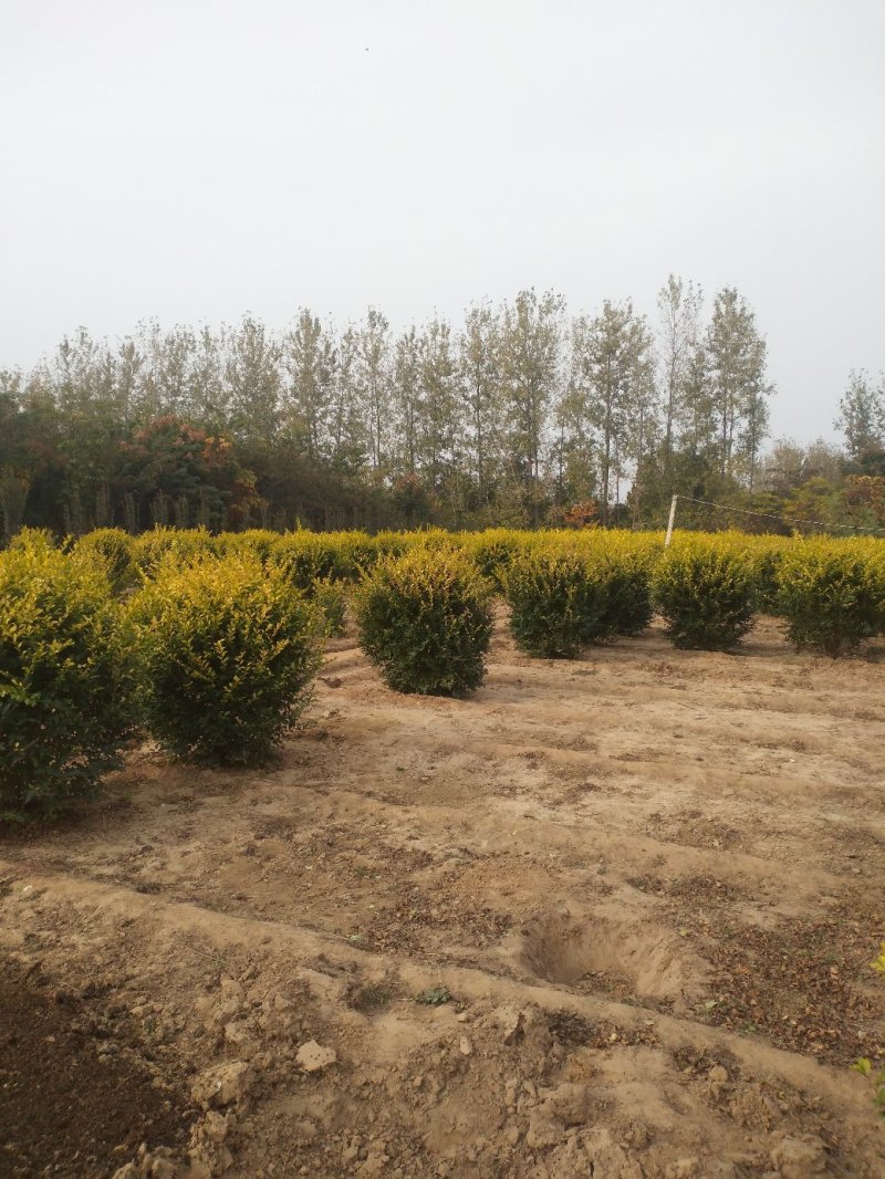金叶女贞球净球毛球基地批发精品球花灌木基地绿化