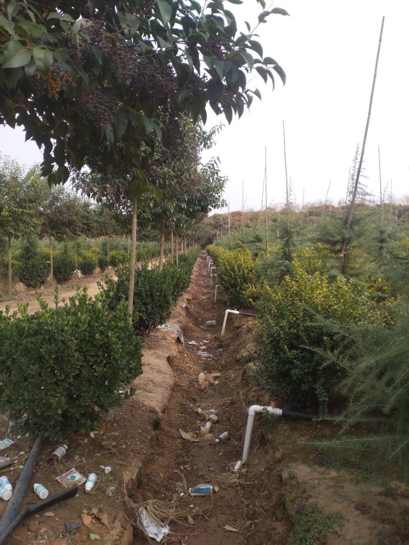 金叶女贞球净球毛球基地批发精品球花灌木基地绿化