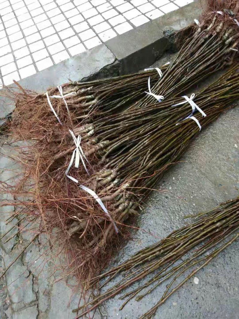 梨子苗元黄冠脆冠黄金梨苹果梨沙梨雪梨年结果直发包技术包邮