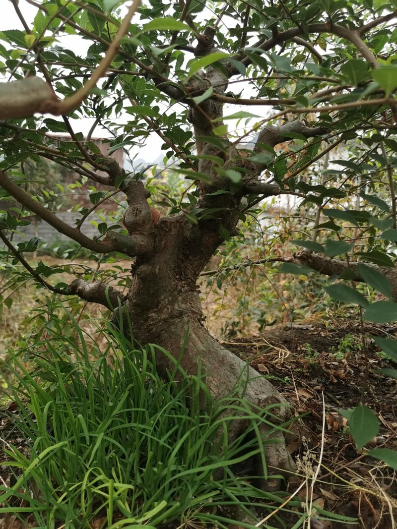 岭南盆景〈榆树老桩，九里香十里香紫薇