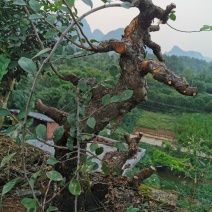 岭南盆景〈榆树老桩，九里香十里香紫薇