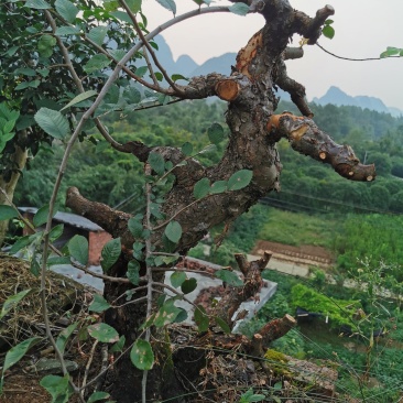 岭南盆景〈榆树老桩，九里香十里香紫薇