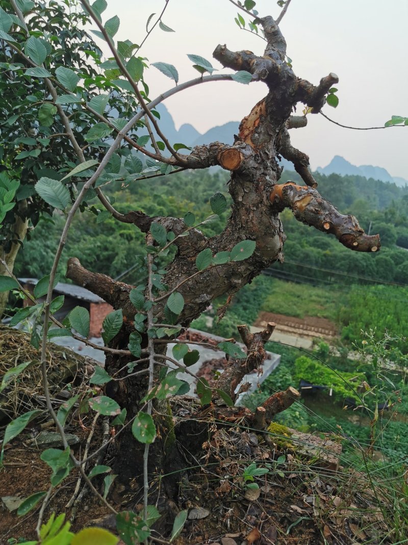 岭南盆景〈榆树老桩，九里香十里香紫薇