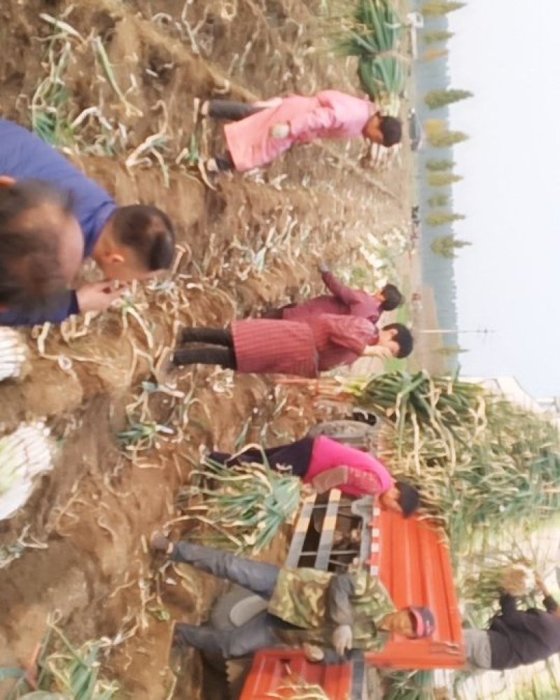 兵兵大葱合作社代办代收代购章丘本地大葱精品大葱