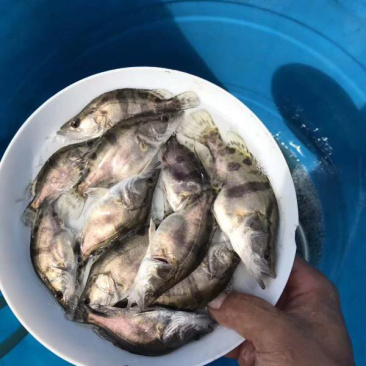 桂花鱼苗贵鱼苗抗病毒饲料桂鱼苗+自孵水花