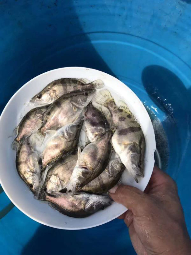 桂花鱼苗贵鱼苗抗病毒饲料桂鱼苗+自孵水花