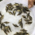 桂花鱼苗贵鱼苗抗病毒饲料桂鱼苗+自孵水花