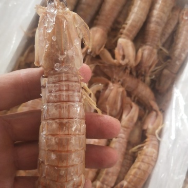 熟冻皮皮虾，