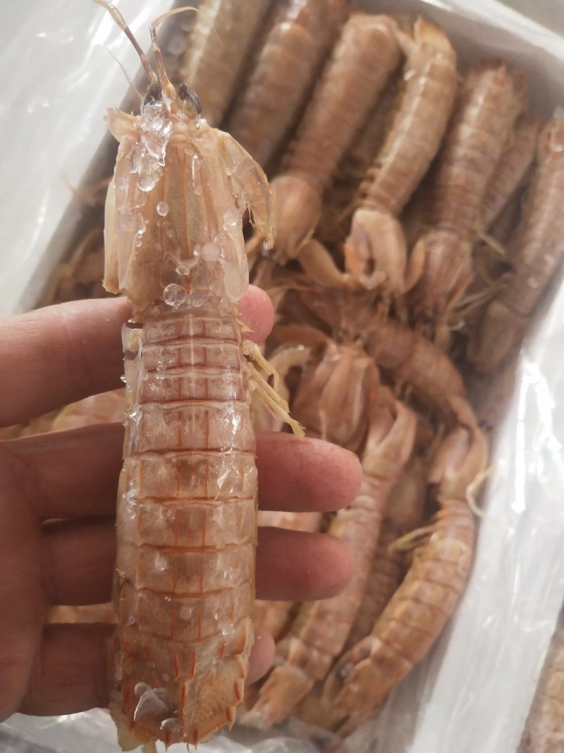 熟冻皮皮虾，