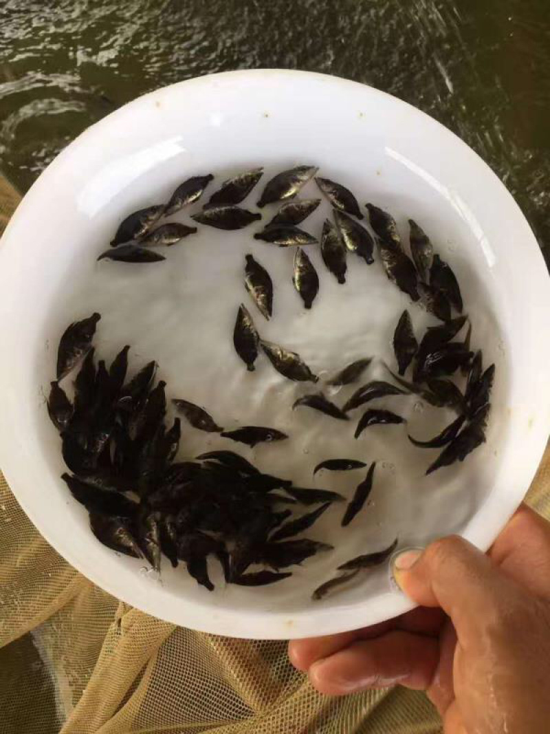 桂鱼苗桂花鱼苗抗病毒饲料桂鱼苗+自孵水花
