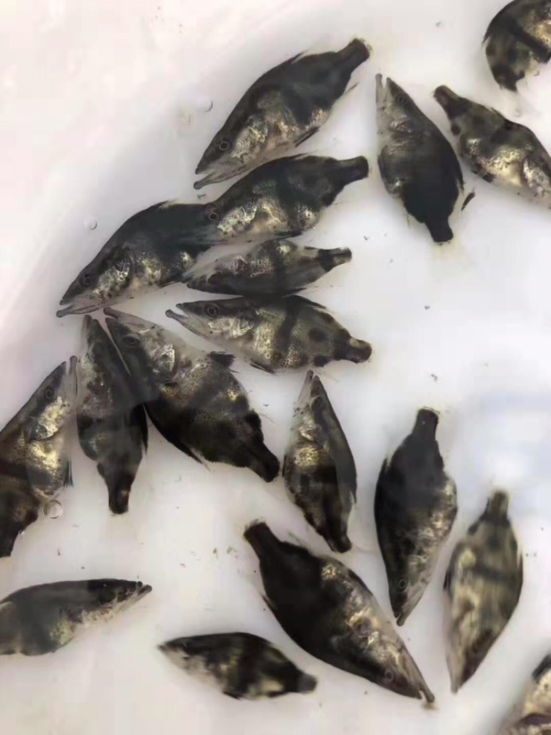 桂鱼苗桂花鱼苗抗病毒饲料桂鱼苗+自孵水花