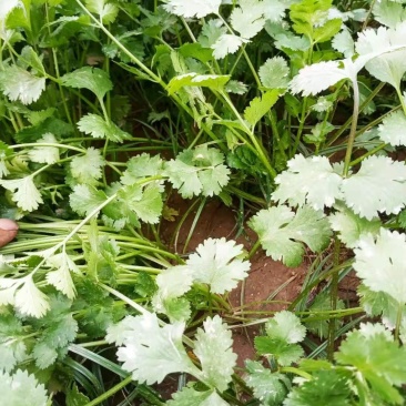 20厘米大规模香菜出售