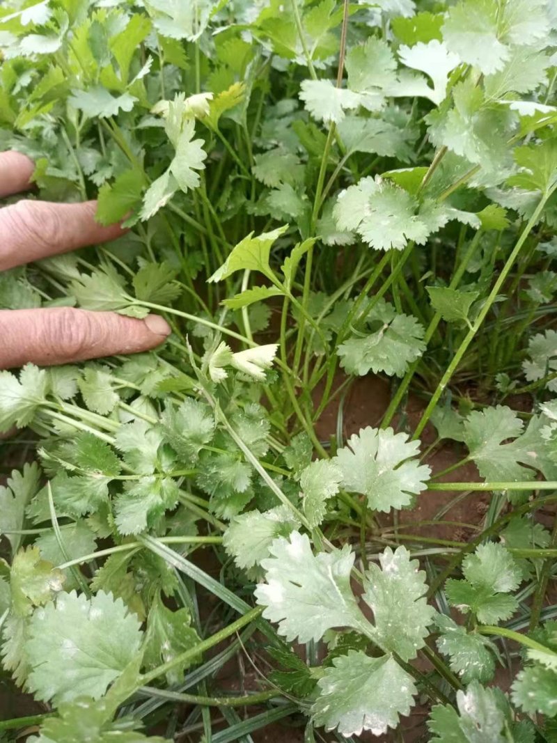 20厘米大规模香菜出售