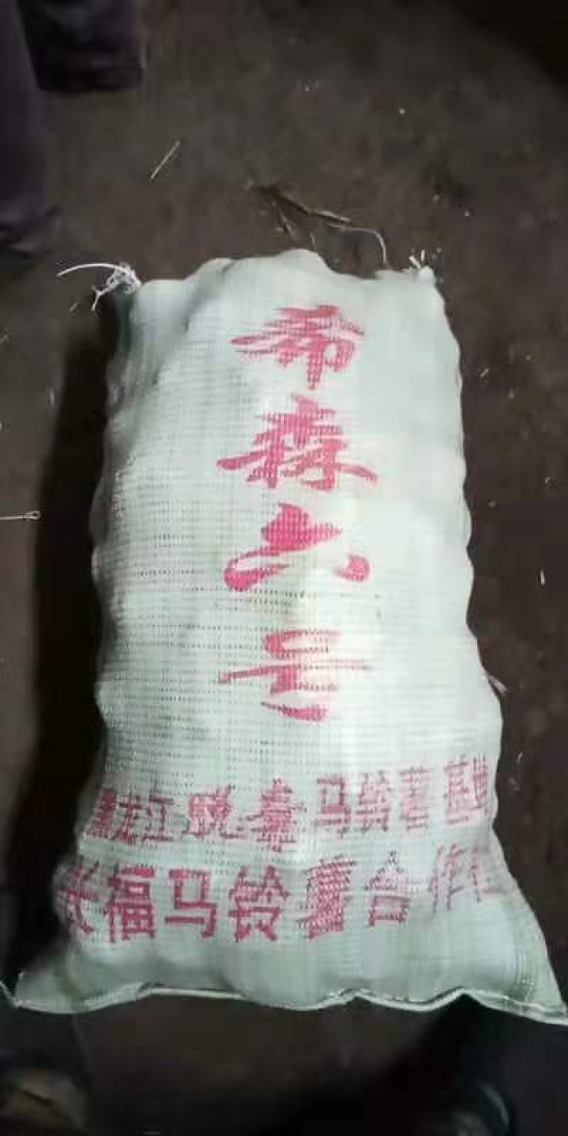出售各种原一土豆种子
