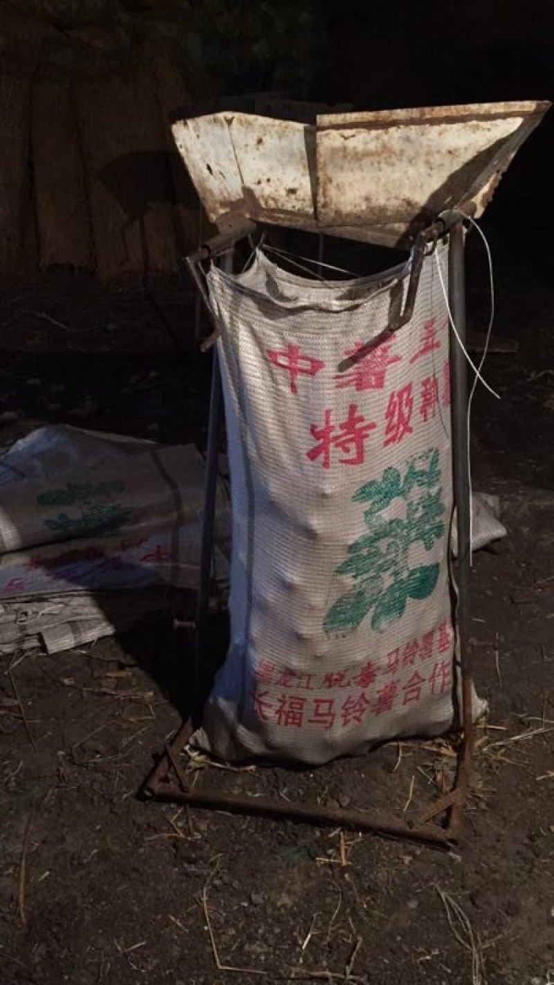 出售各种原一土豆种子