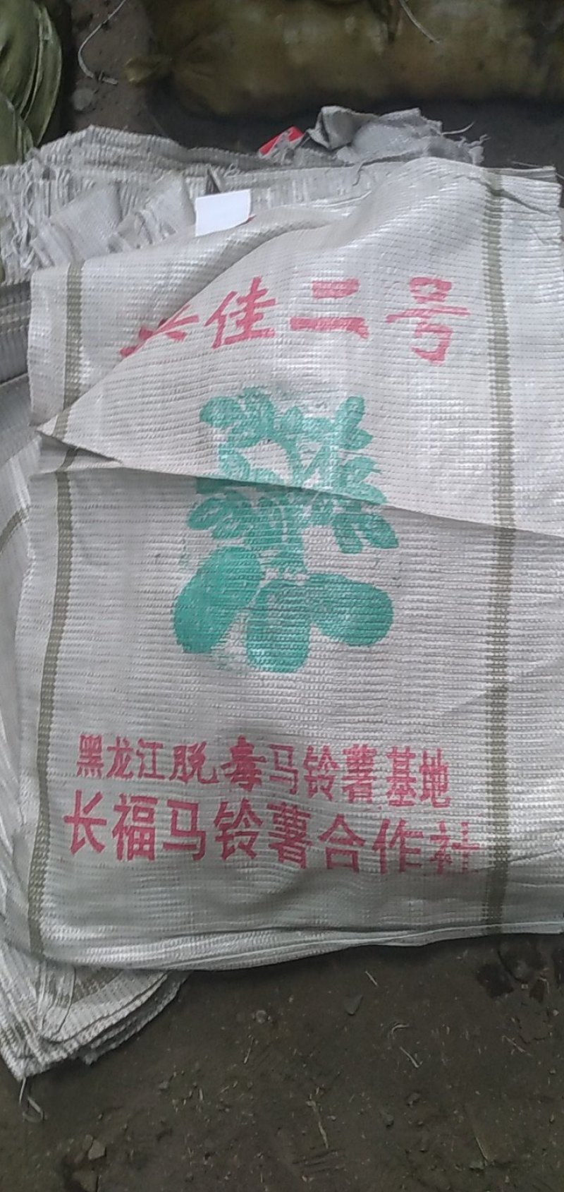 出售各种原一土豆种子